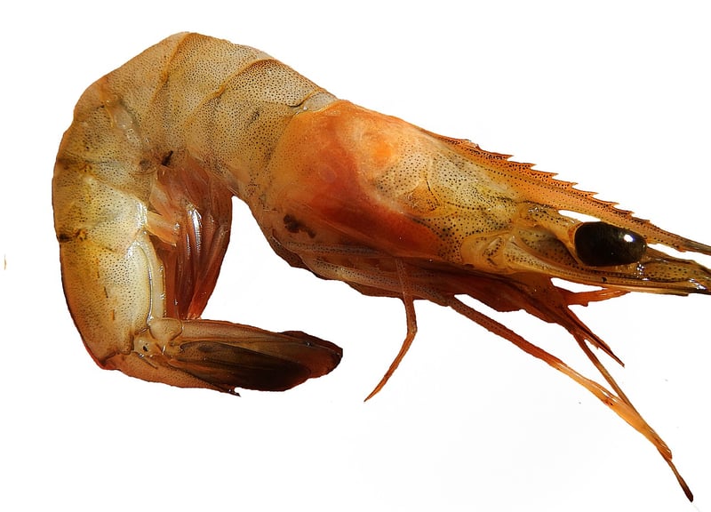 Shrimp Stir-Fry